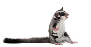 Sugar glider with their long tail