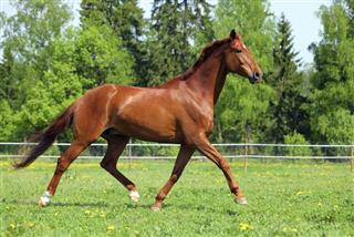 Purebred horse in green field