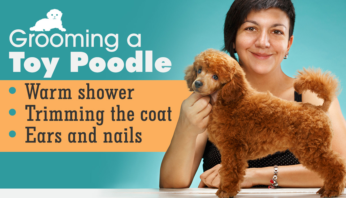 How to Groom a Toy Poodle