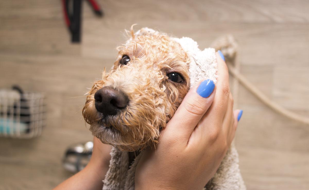 How to Groom a Toy Poodle - Pet Ponder