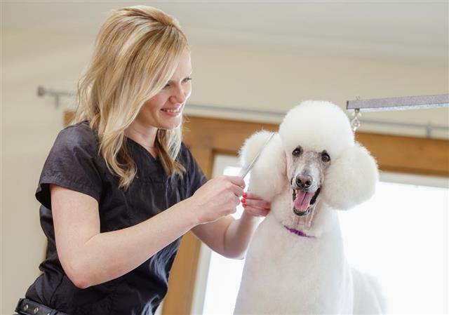 Professional Dog Groomer in Pet Salon