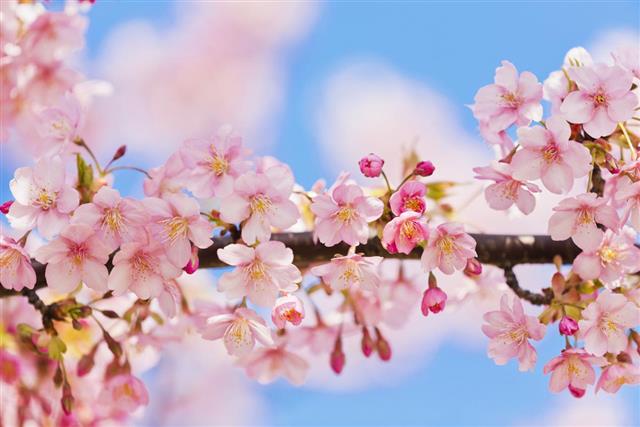 Pink Cherry Blossoms Against Clear Blue Sky