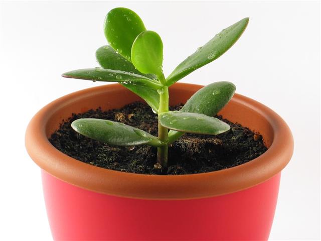 Money plant in pot