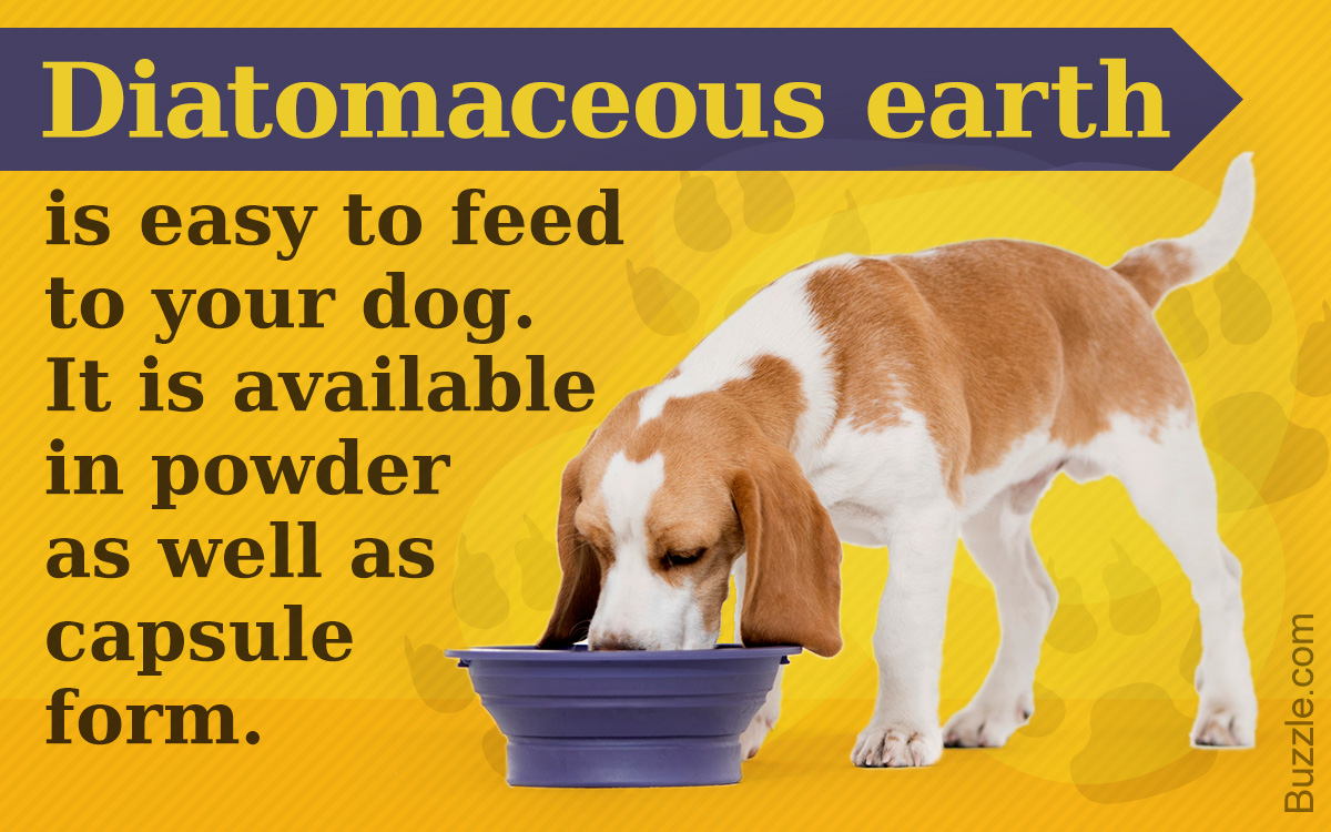 Diatomaceous Earth for Tapeworms in Dogs