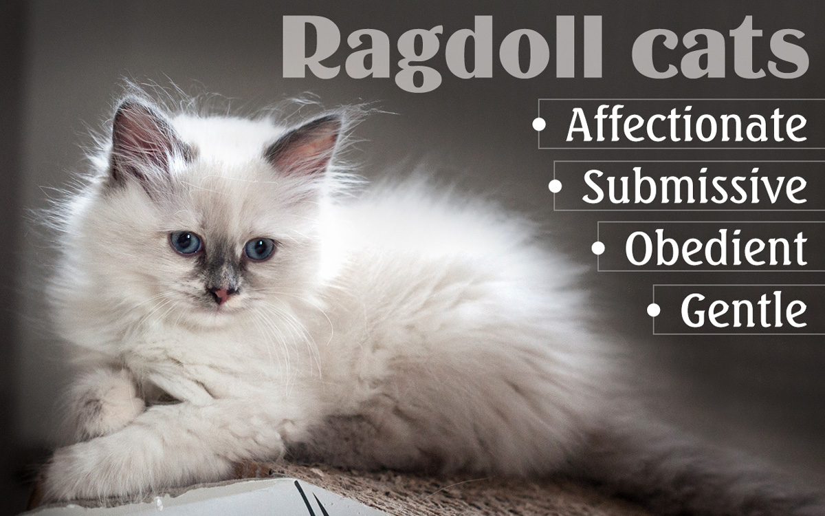 Ragdoll Cat Personality