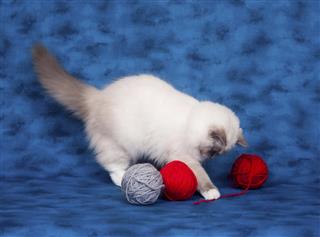 Ragdoll cat with yarn on blue