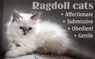 Information on Ragdoll Cats