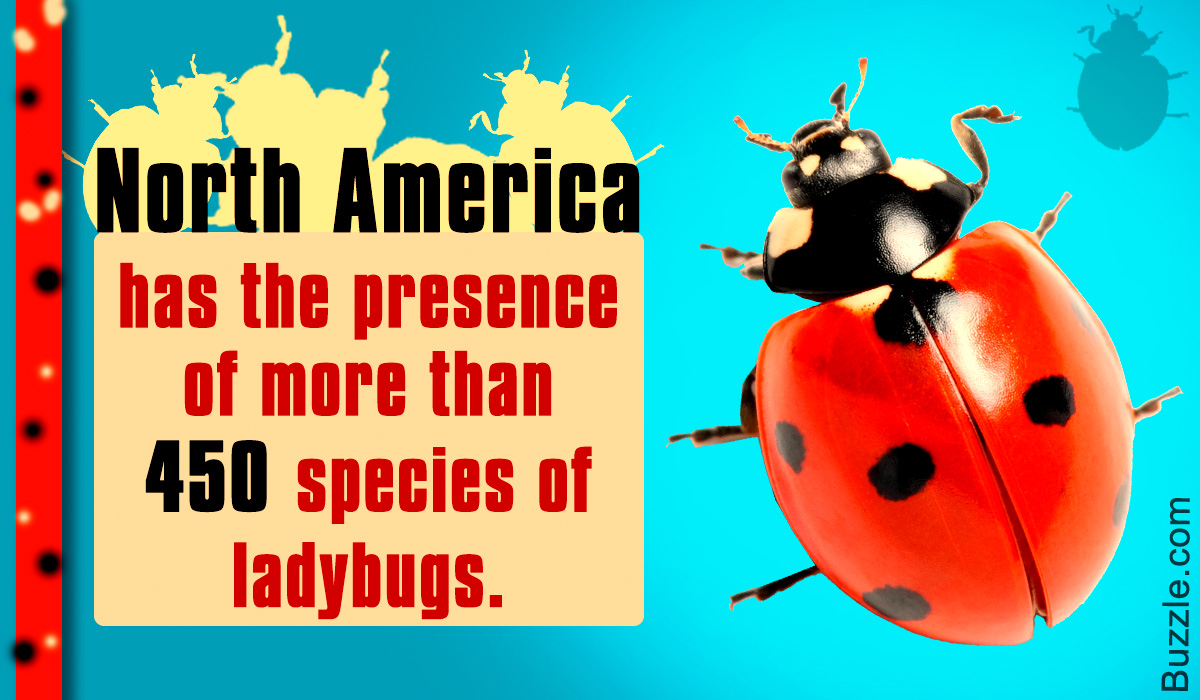 List of Different Types of Ladybugs