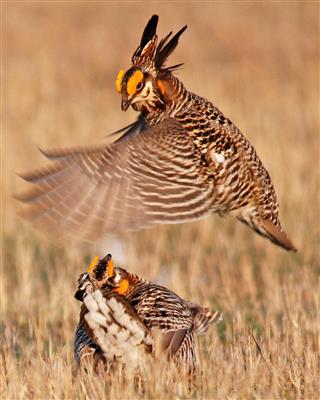 Prairie Chicken Fighting