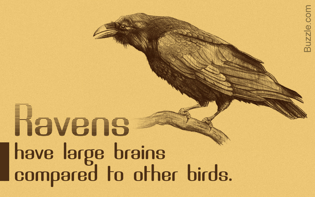 Amazing Facts About Ravens