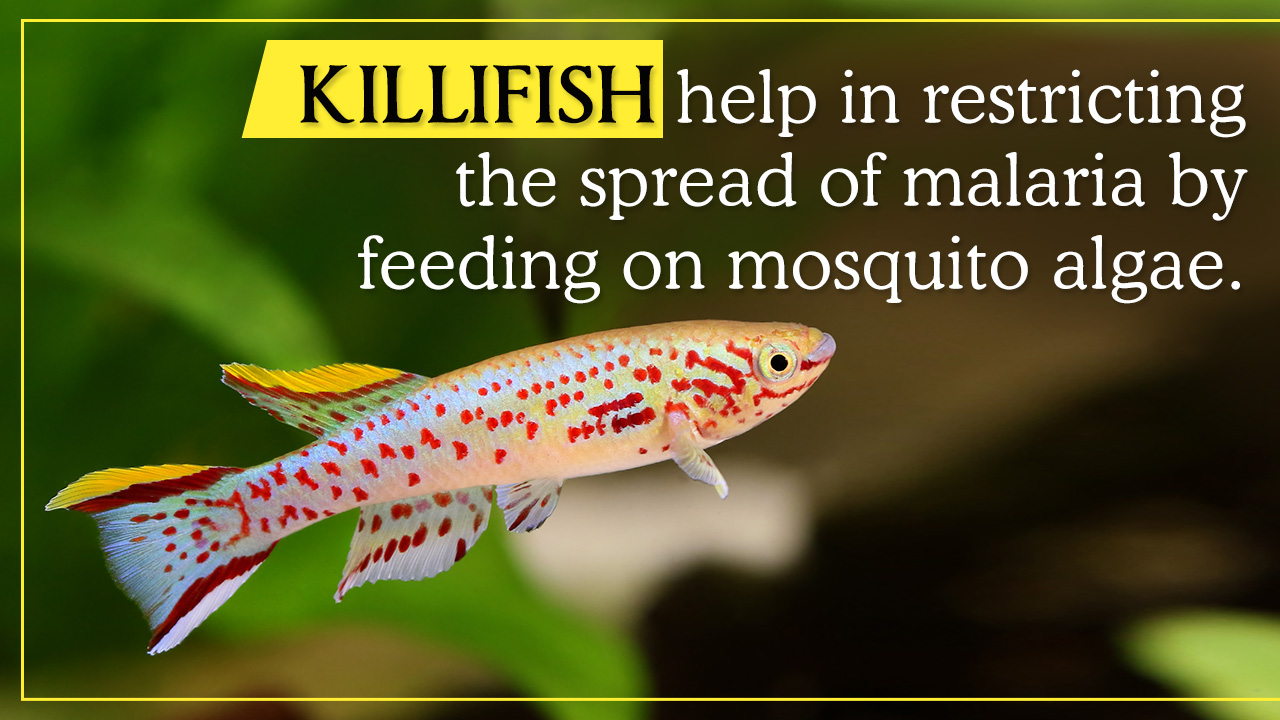 Facts about Killifish