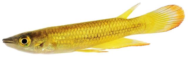 Yellow Killifish