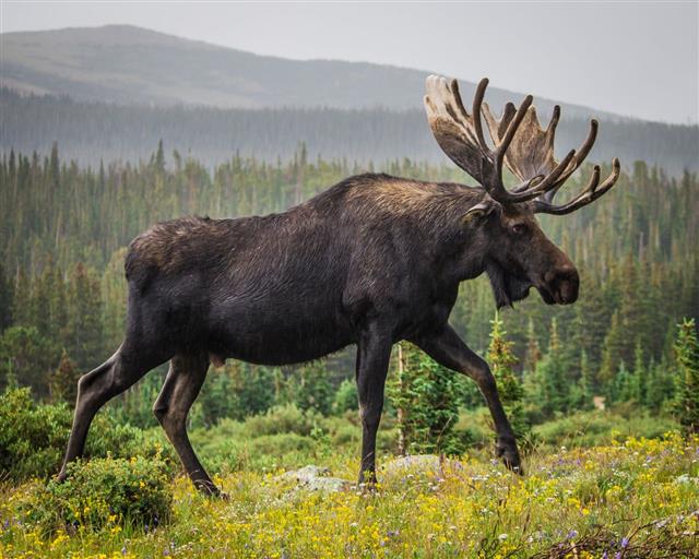 Moose animal