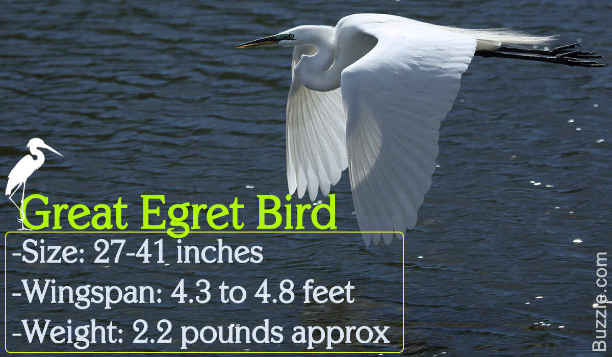 Great Egret Facts