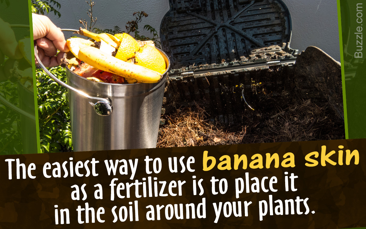 How to Use Banana as Fertilizer