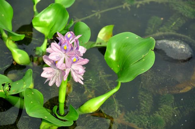 duckweed flowers floating in the lake