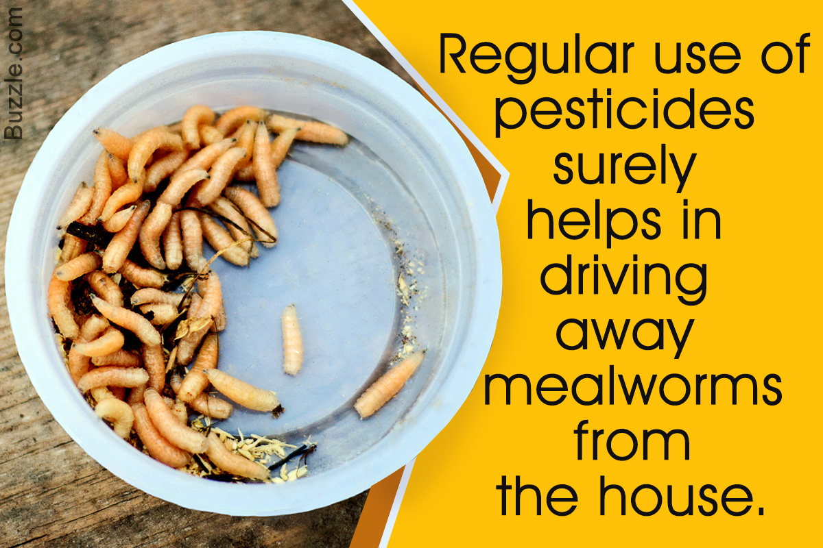 Tips to Get Rid of Mealworms