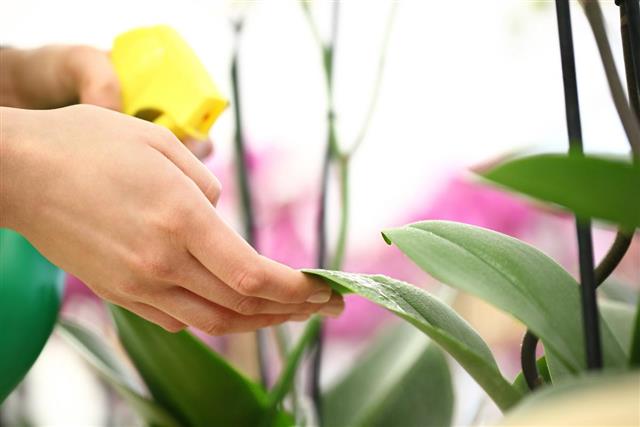 Woman hands with sprayer, sprayed on flower leaves