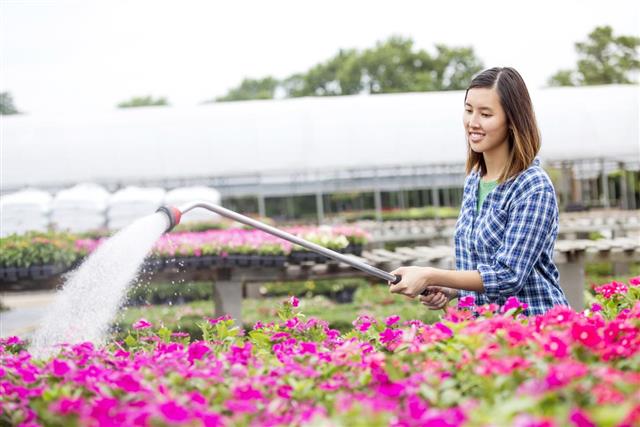 Female garden center employee sprays flowers with water