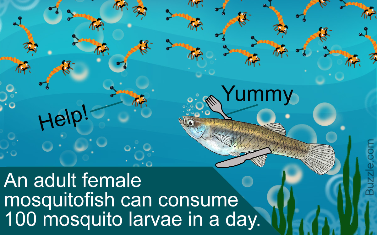 Interesting Facts about Mosquitofish