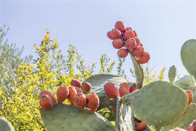 Prickly Pear Cactus Leaf with Fruit
