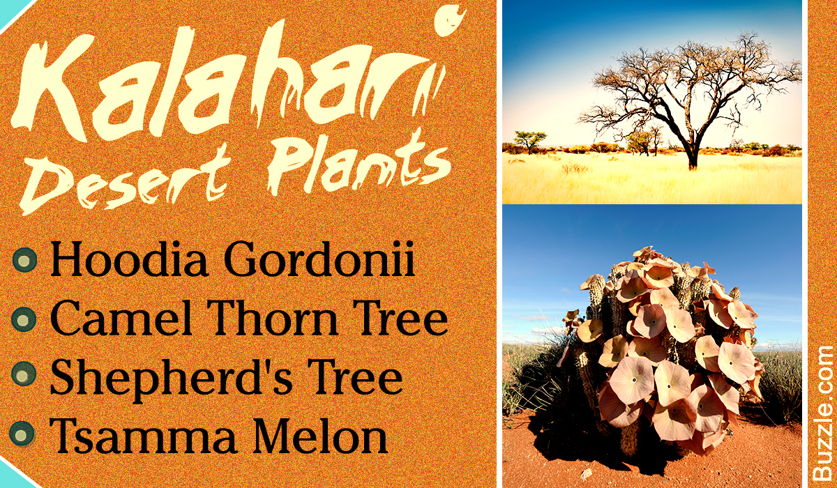 Kalahari Desert Plants