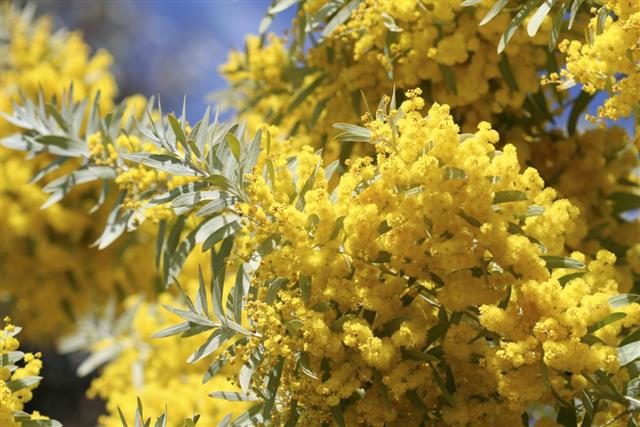 Yellow flower of acacia tree