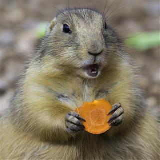 Close-up of Prairie Dog eating carrot