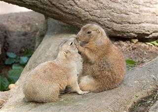 Prairie Dogs In Love