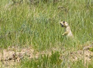 Prairie dog in a green field