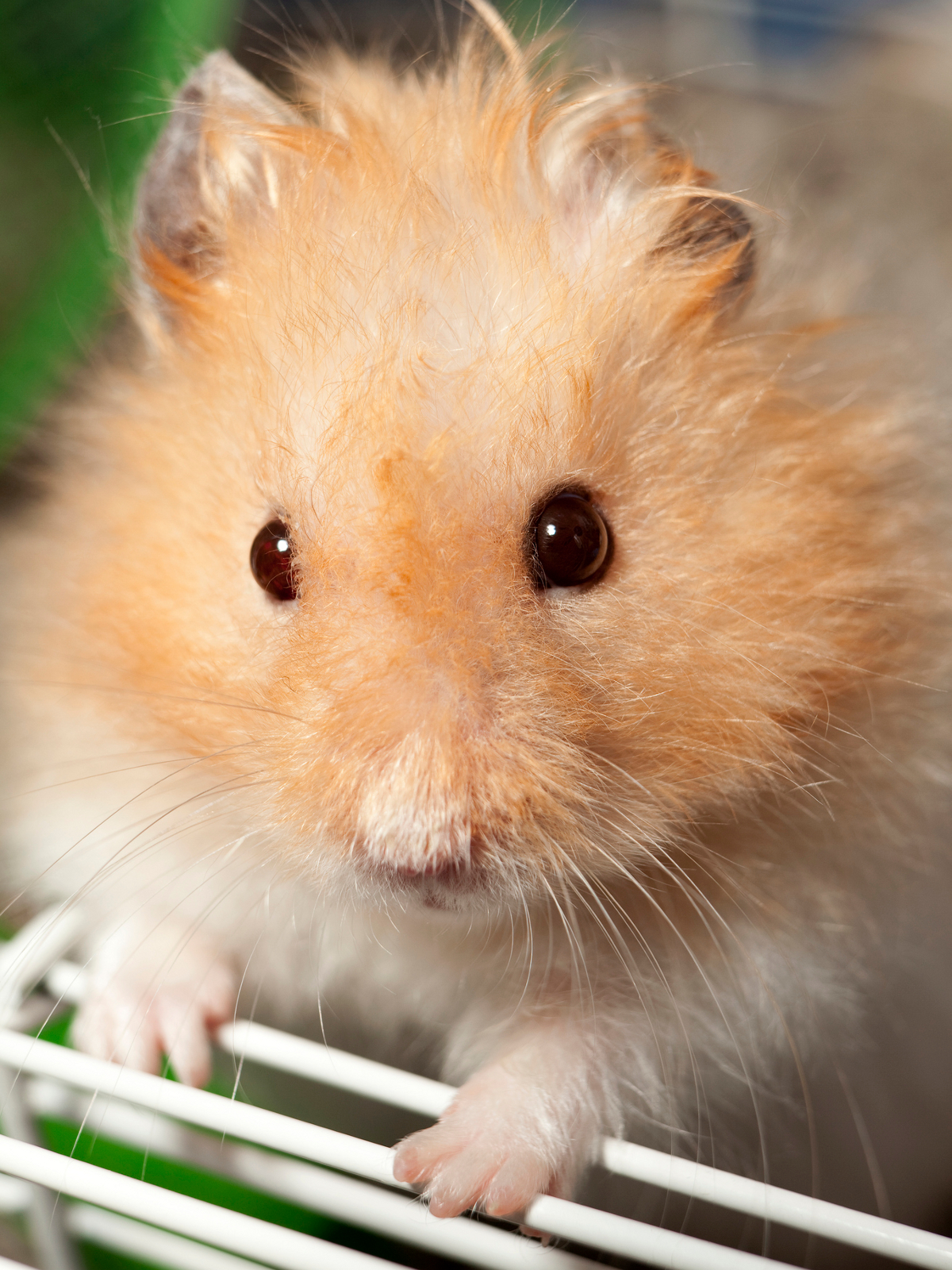 Life Cycle of Teddy Bear Hamsters - Pet 