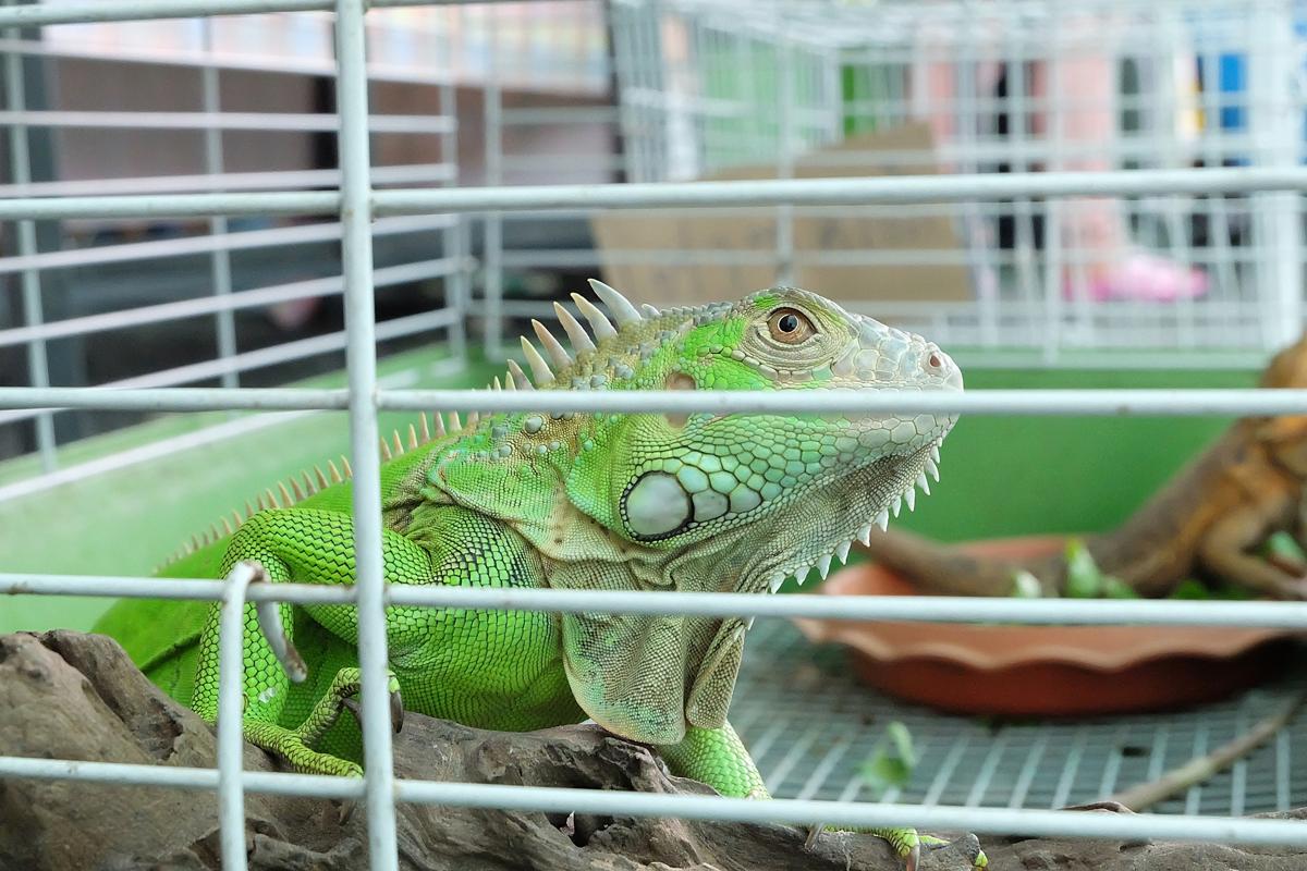 Ridiculously Helpful Tips On Setting Up An Iguana Cage Pet Ponder,Red Slider Turtle Poop