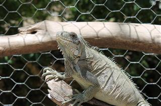 Iguana in cage