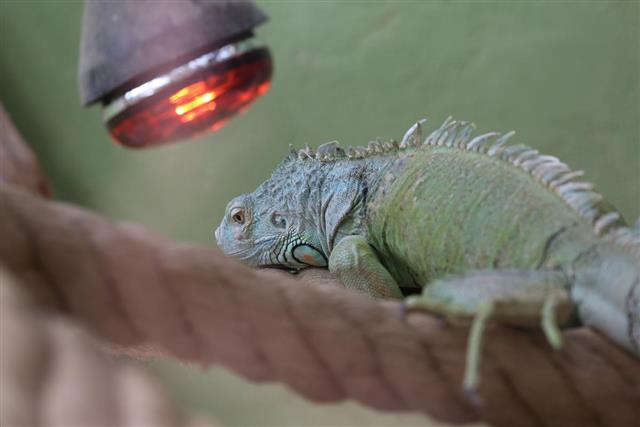 Light in Iguana cage