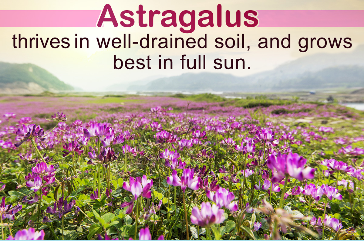 How to Grow Astragalus at Home
