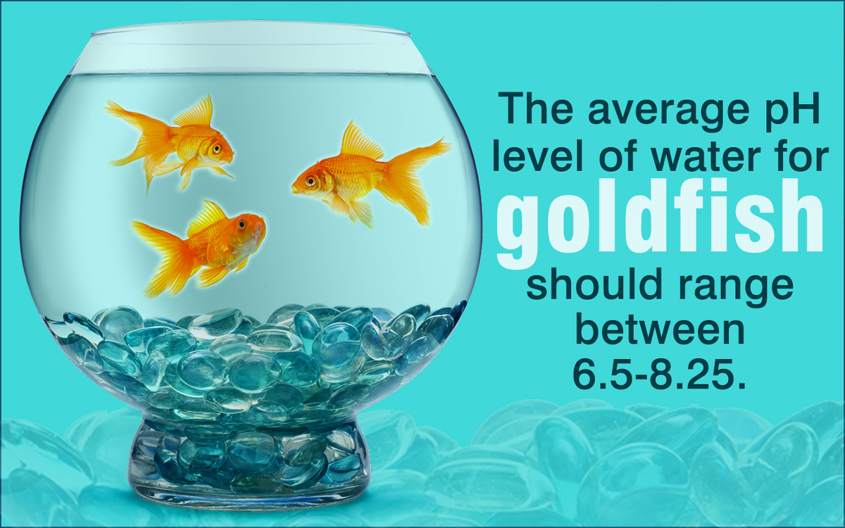 How to Make Your Goldfish Live Longer