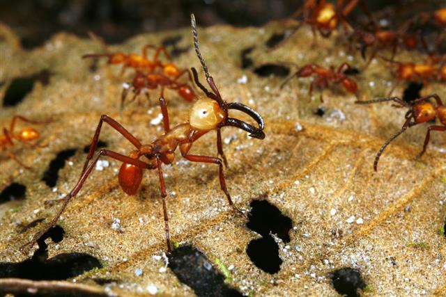 Army ant soldier beside a trail of workers
