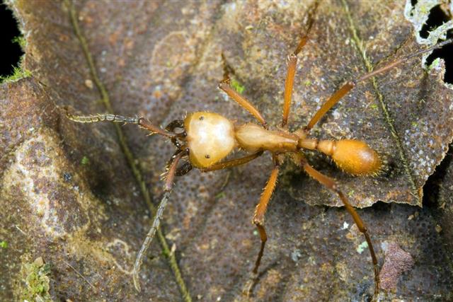 Army ant soldier with big mandibles