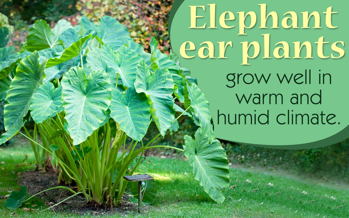 يأكل الفيل رعاية النبات