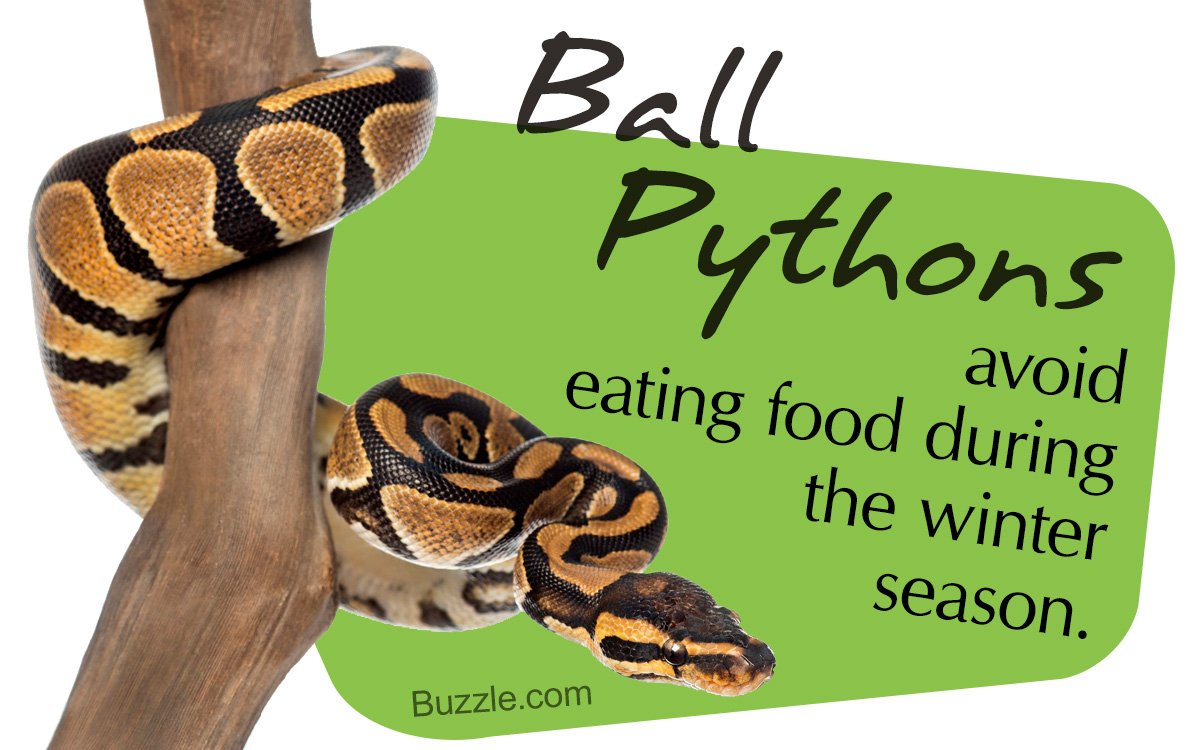 How to Deal With Ball Python Feeding Problems