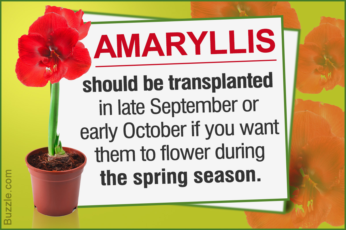 How to Transplant Amaryllis