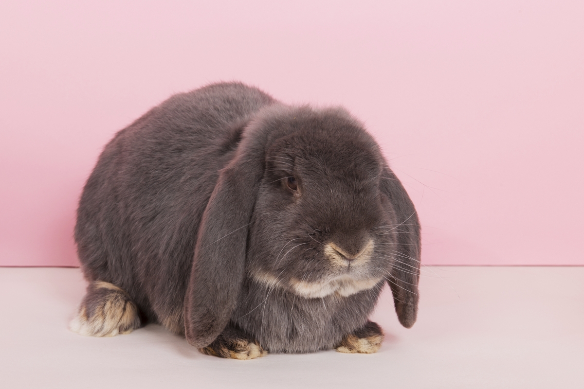 french lop care