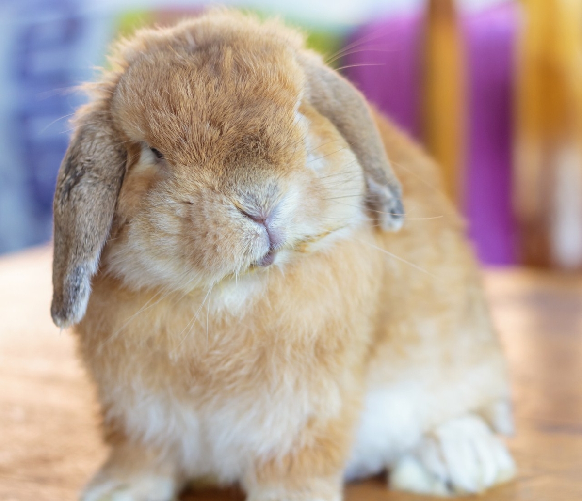 lop eared rabbit care