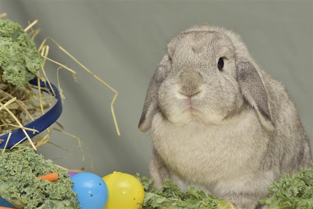Mini Lop Enjoys Easter Kale Feast