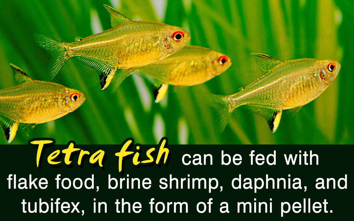How Often to Feed Tetra Fish