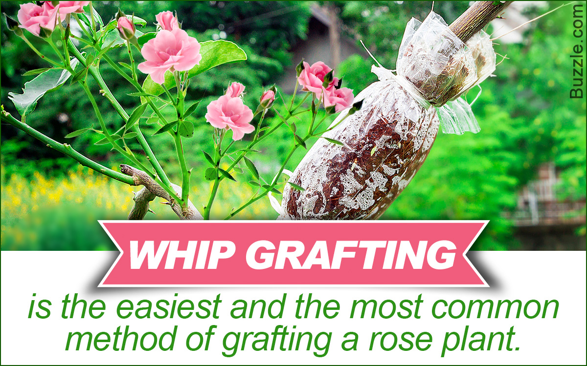 How to Graft Rose Plants