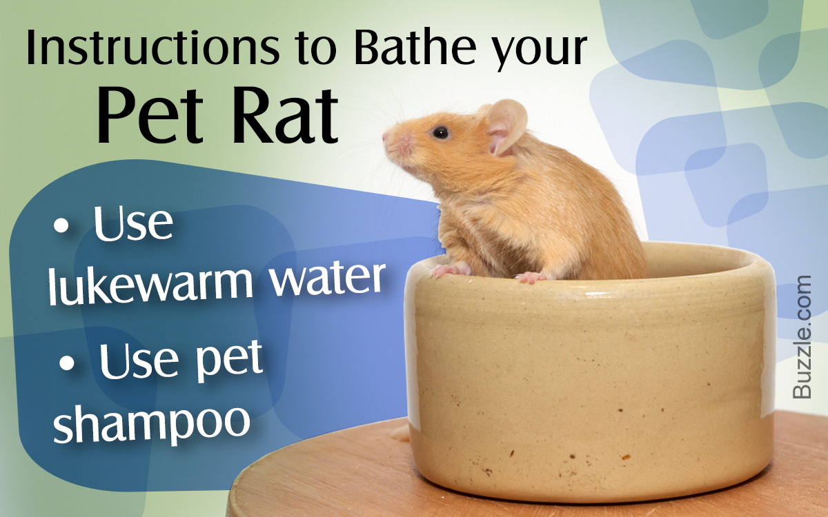 How to Give Your Pet Rat a Bath