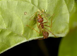 Red Ant and Aphids