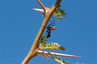 Ant on a thorn tree