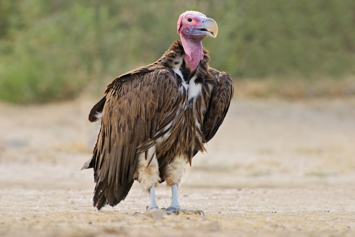 Different Types of Vultures 